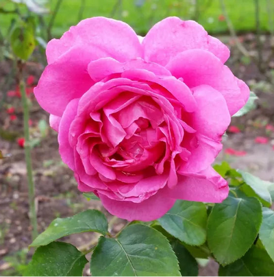 Rosa rosa intensa Yves Piaget