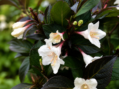 Fiori bianchi e foglie scure di Weigela Ebony And Ivory