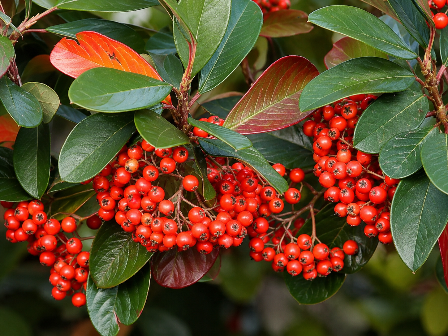 Grappoli di bacche rosse di Cotoneaster lacteus