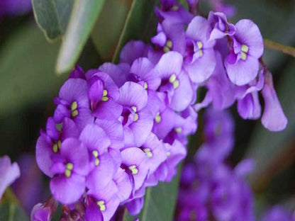 Fiori lilla della pianta rampicante