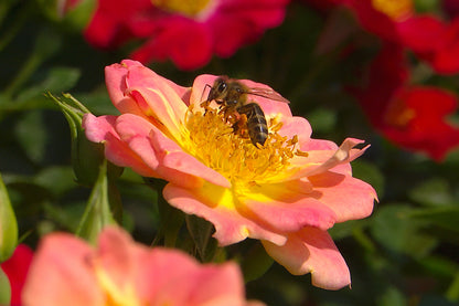 Primo piano di rosa Bienenweide Apricot con fiore color pesca