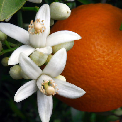 Dettaglio di arance dolci e fiori bianchi di zagara sulla pianta