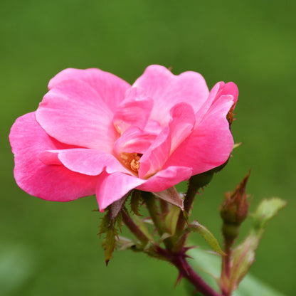 Dettaglio di fiore rosa della rosa Pink Knock Out con petali luminosi e centro aperto