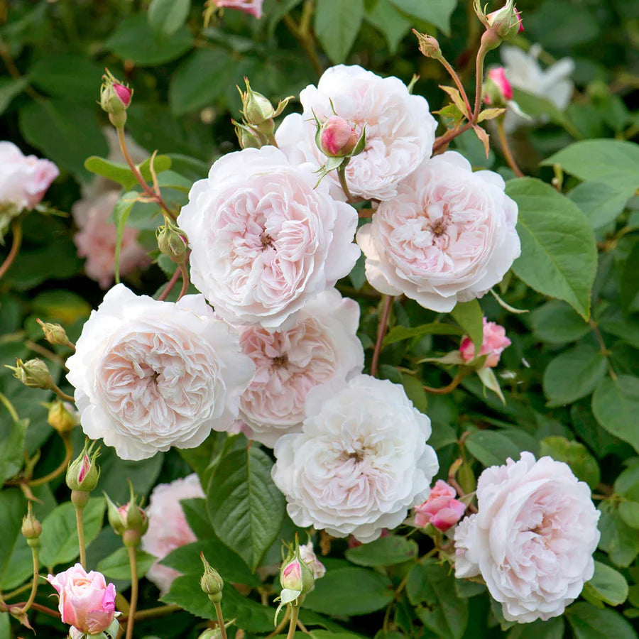 Pianta di rosa The Albrighton Rambler con abbondante fioritura rosa
