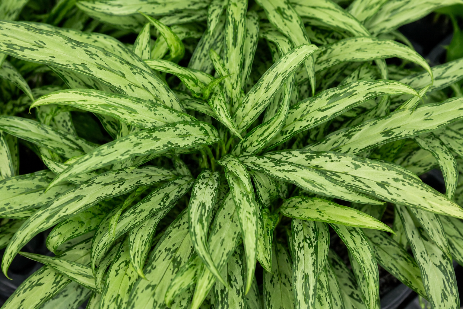 Foglie lanceolate di Aglaonema Cutlass
