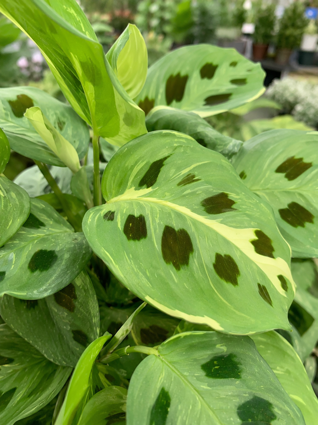 Foglie maculate di Maranta Kerchoveana