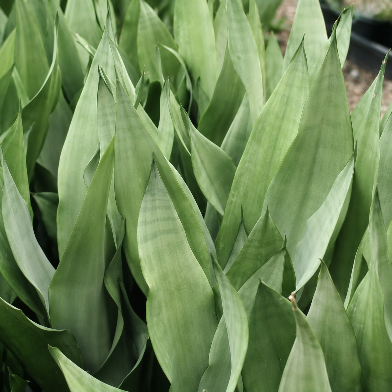 Foglie verde chiaro di Sansevieria Moonshine