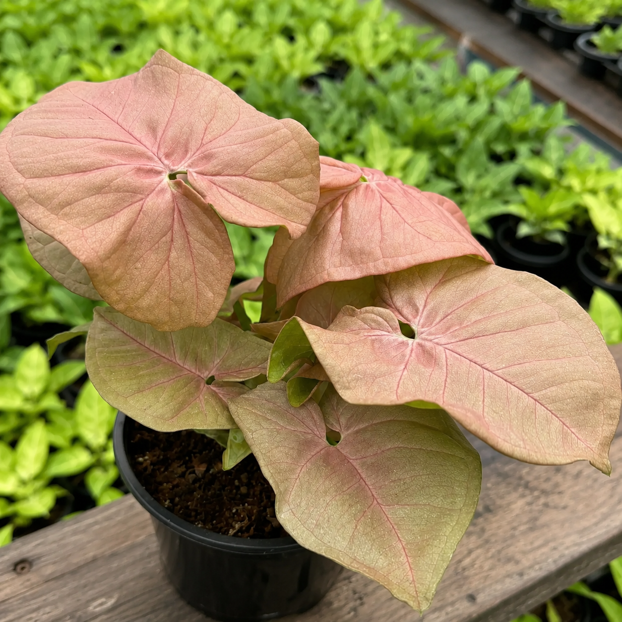 Foglie rosa di Syngonium Neon