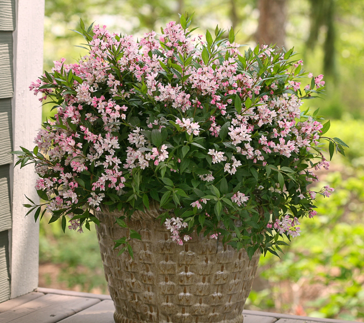 Deutzia 'Yuki Cherry Blossom' in vaso