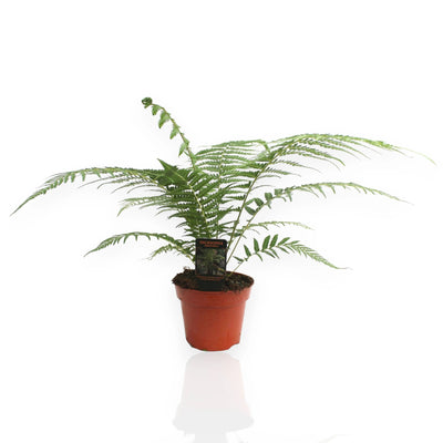 Dicksonia antarctica felce arborea 