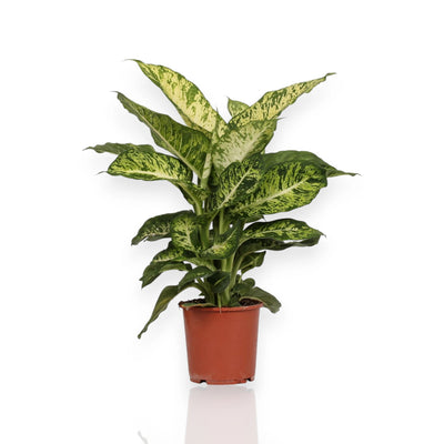 Dieffenbachia Mars pianta da interno con foglie verdi variegate bianco crema in vaso 