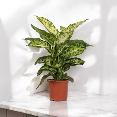 Dieffenbachia 'Mars'