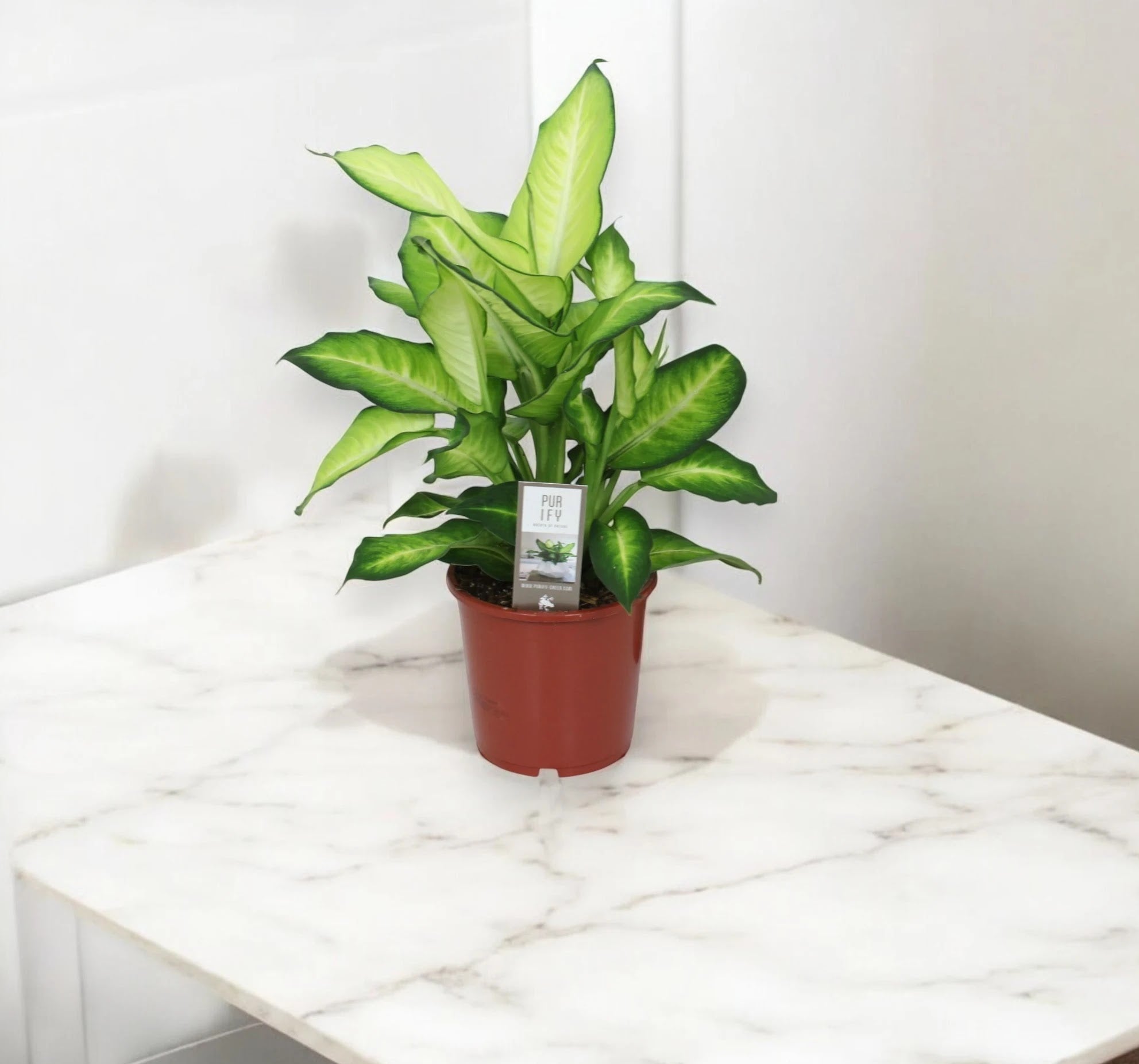 Dieffenbachia 'Summer style'