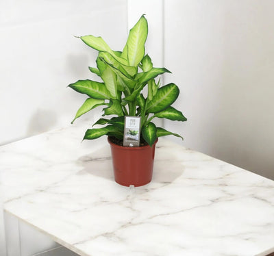 Dieffenbachia 'Summer style'