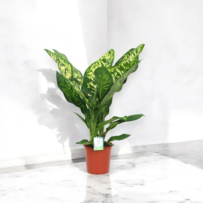 Dieffenbachia seguine 'Crown'