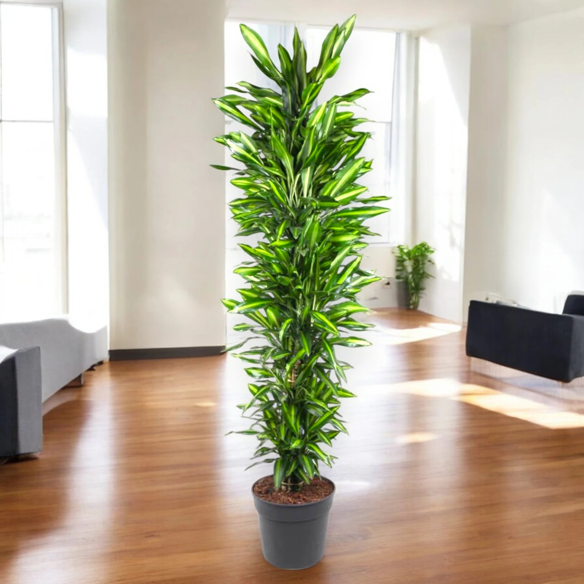 Dracaena fragrans Cintho slanciata