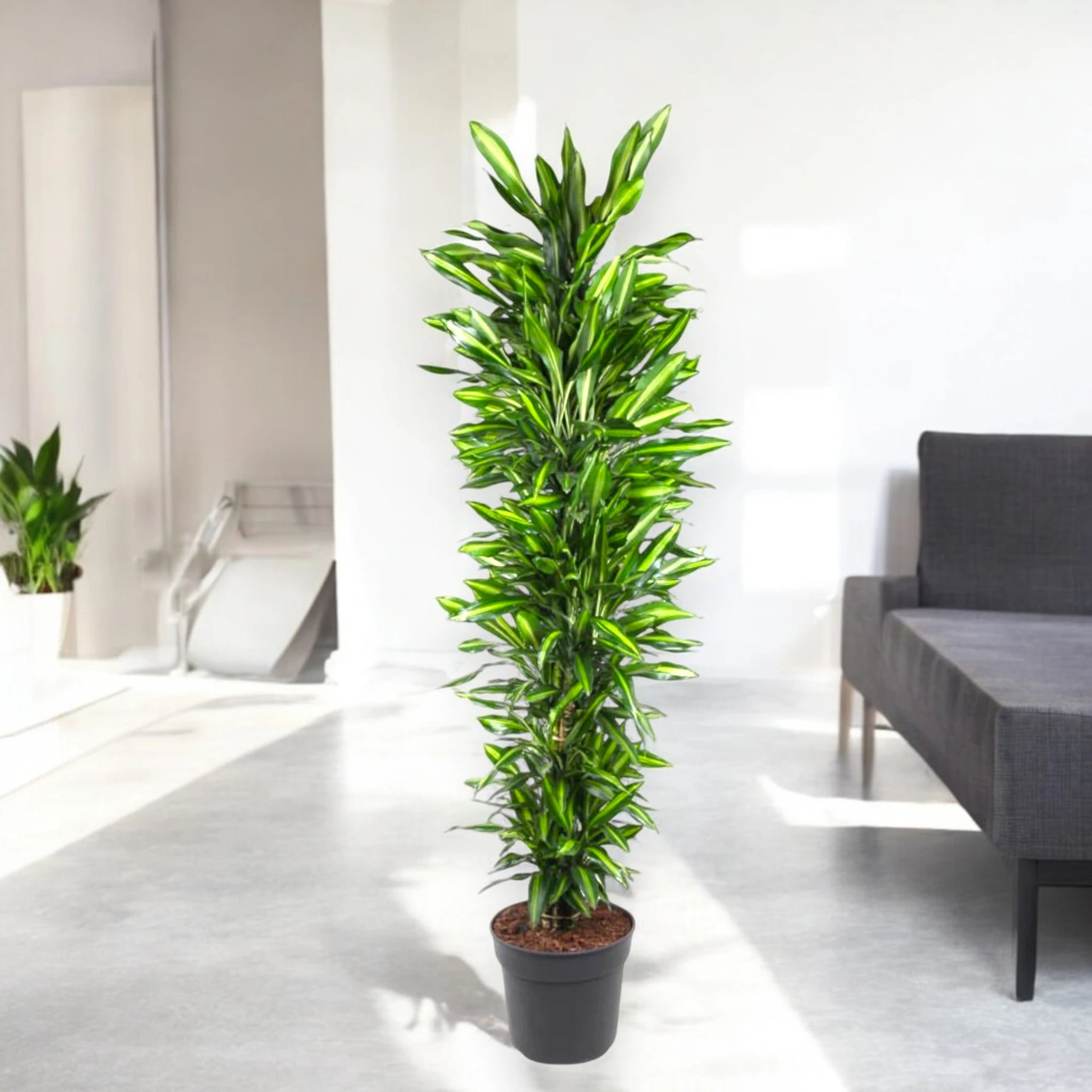 Dracaena fragrans Cintho decorativa