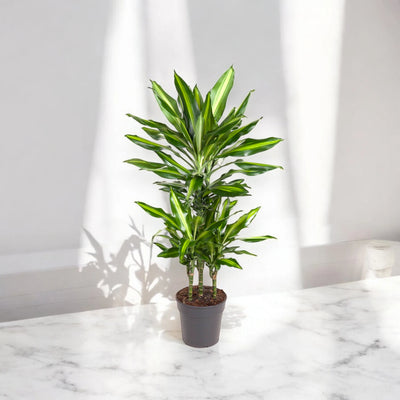 Dracaena fragrans in vaso moderno