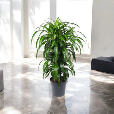 Dracaena Hawaiian Sunshine in ambiente moderno