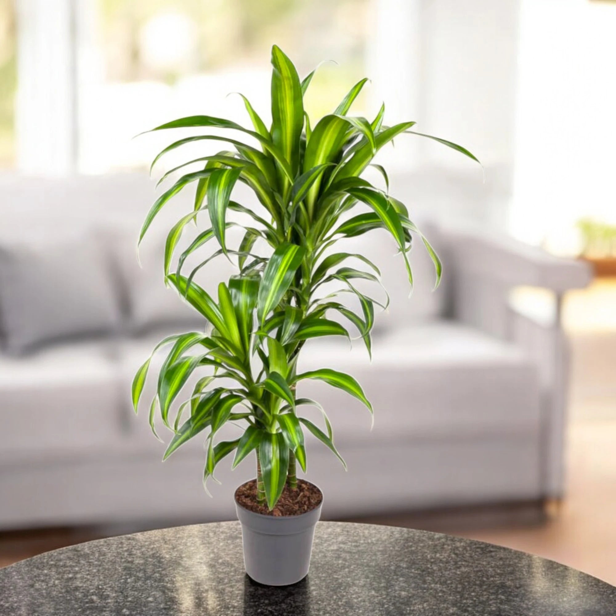 Dracaena Hawaiian Sunshine in soggiorno