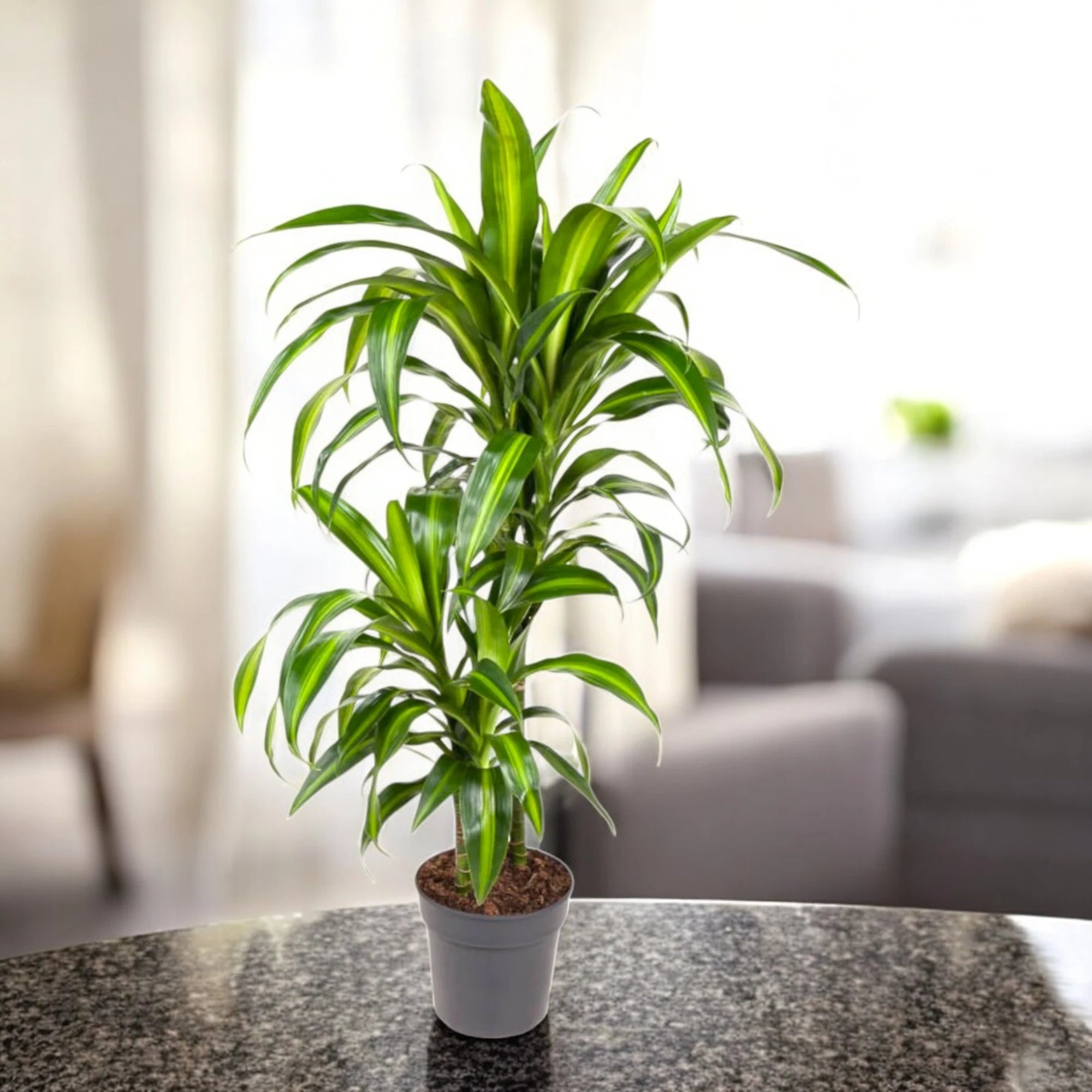Dracaena Hawaiian Sunshine in vaso
