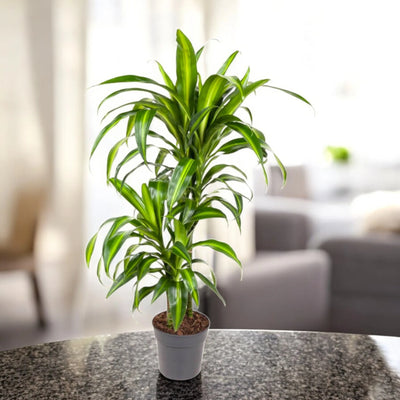 Dracaena Hawaiian Sunshine in vaso