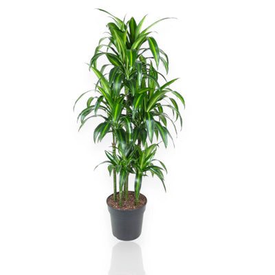 Dracaena Hawaiian Sunshine da appartamento
