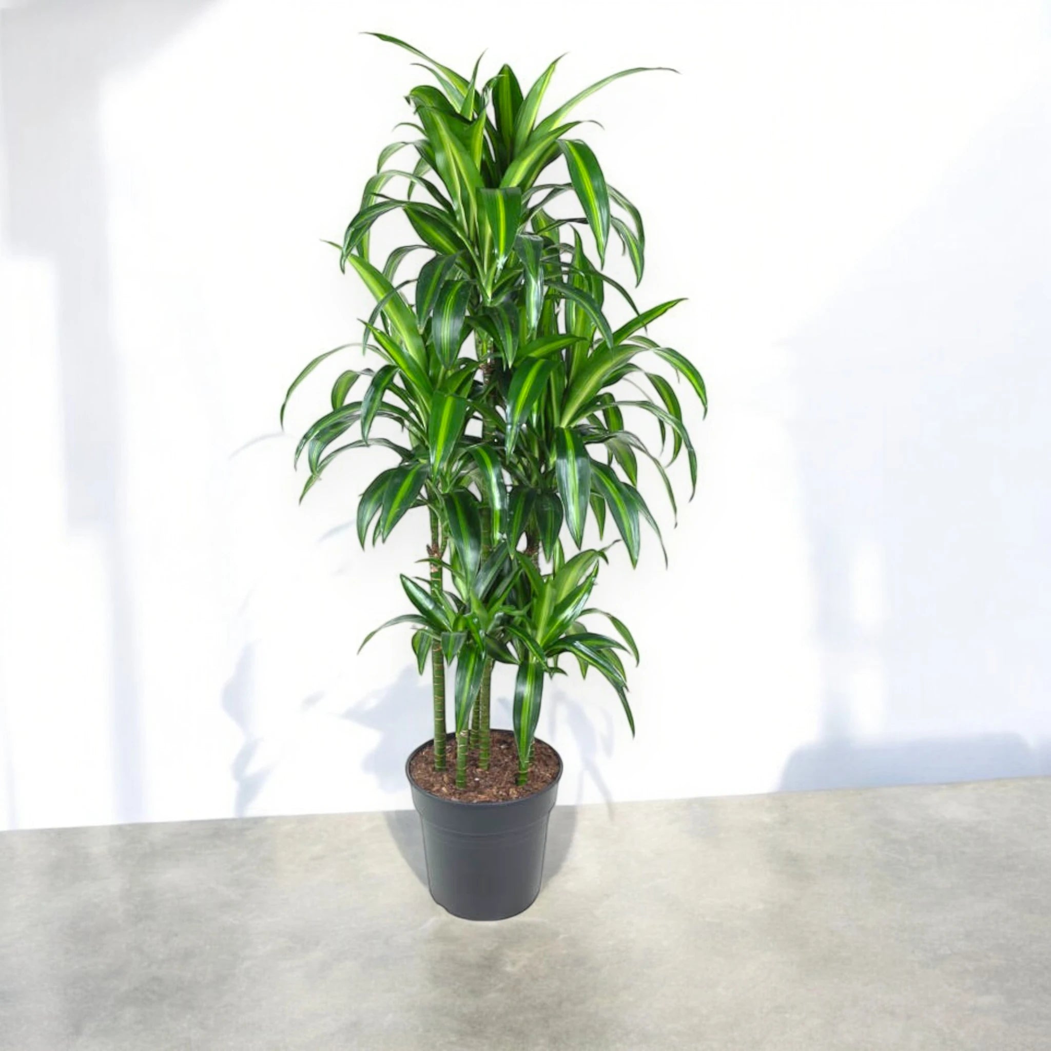 Dracaena Hawaiian Sunshine in interno luminoso