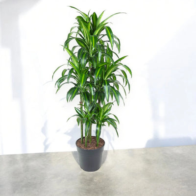 Dracaena Hawaiian Sunshine in interno luminoso
