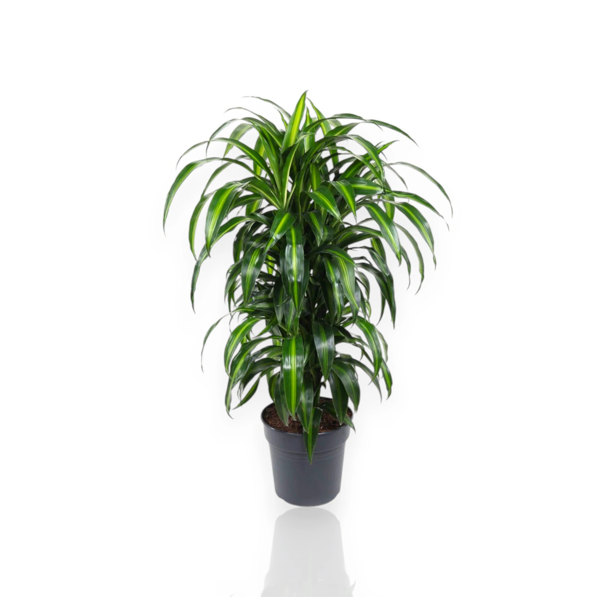 Dracaena Hawaiian Sunshine per interni