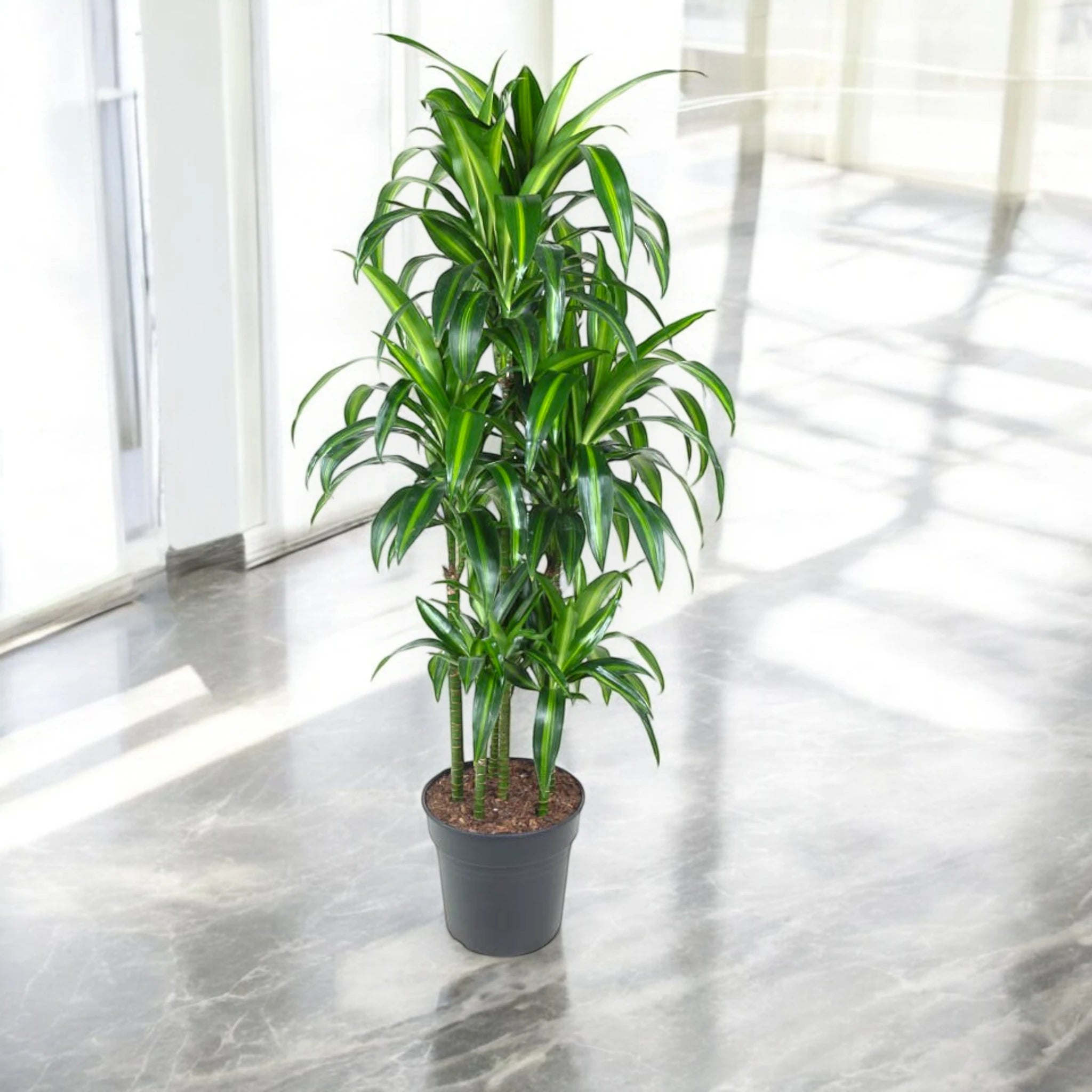 Dracaena Hawaiian Sunshine ornamentale