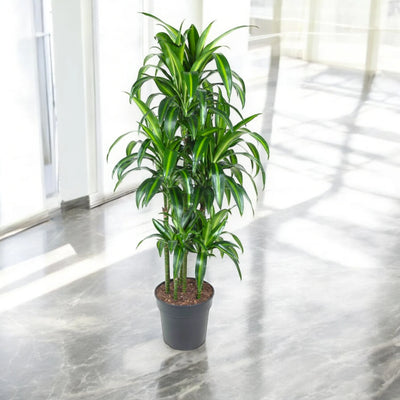 Dracaena Hawaiian Sunshine ornamentale