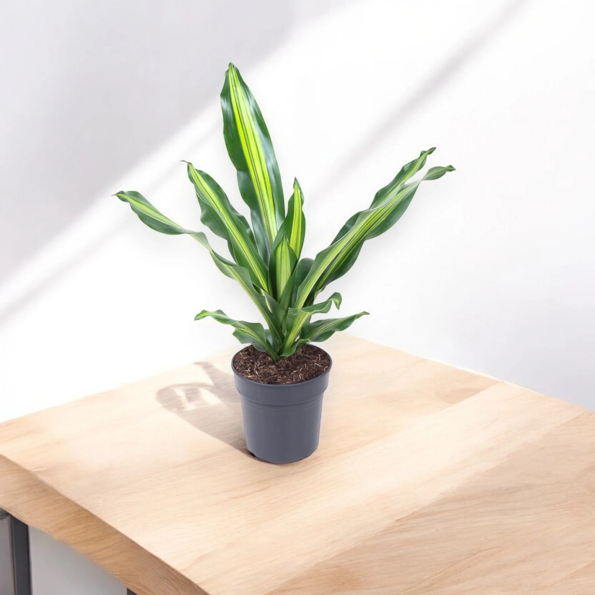 Dracaena fragrans 'Burley'
