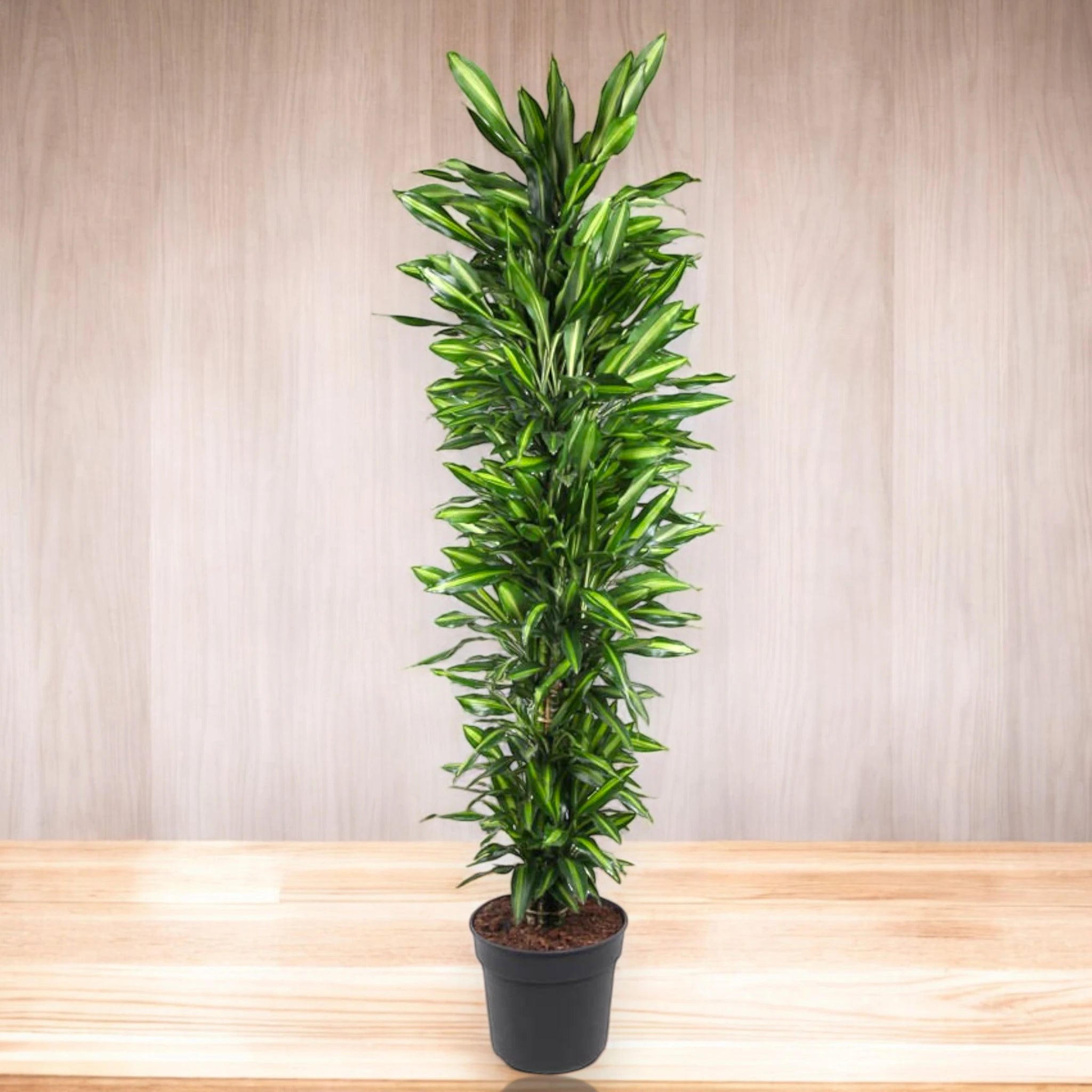 Dracaena Cintho con foglie verdi