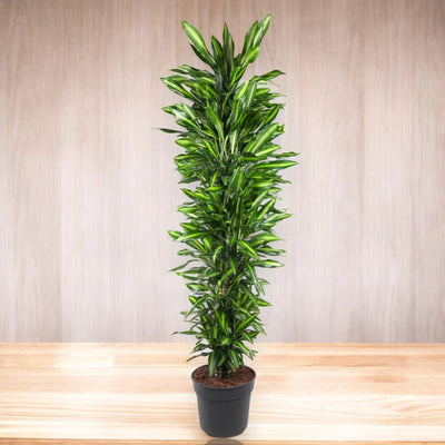 Dracaena Cintho con foglie verdi