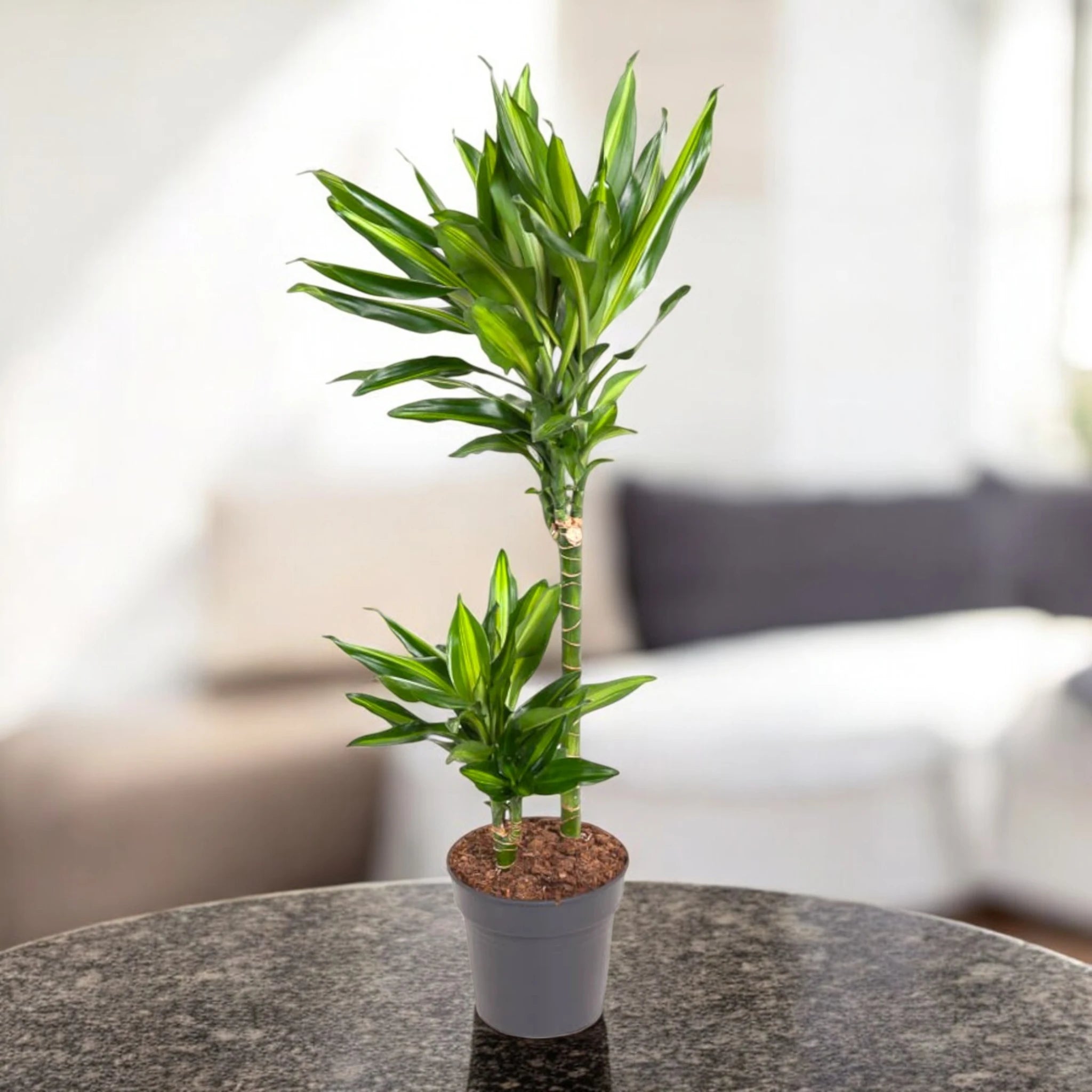 Pianta Dracaena Cintho in ambiente luminoso