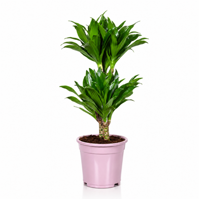 Dracaena fragrans 'Compacta'