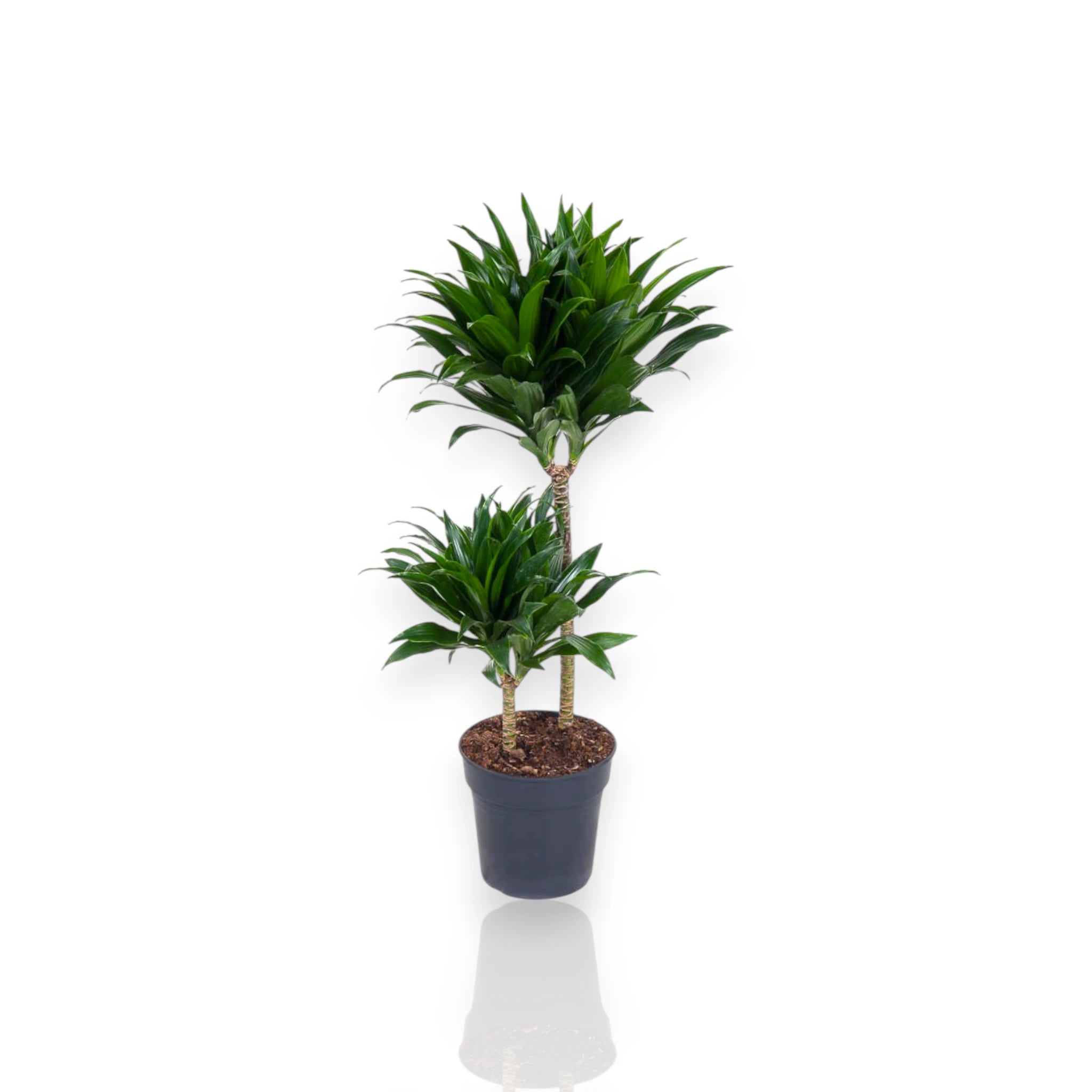 Dracaena fragrans 'Compacta'