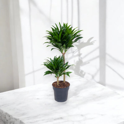 Dracaena fragrans 'Compacta'
