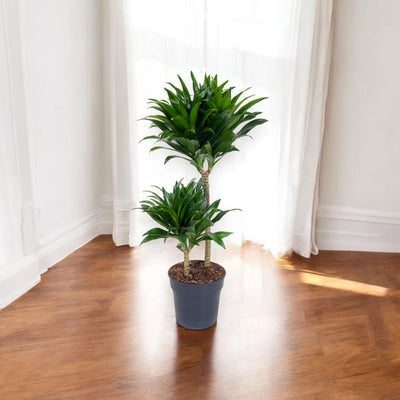 Dracaena fragrans 'Compacta'