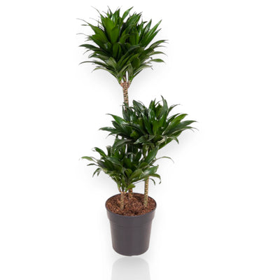 Dracaena fragrans 'Compacta'