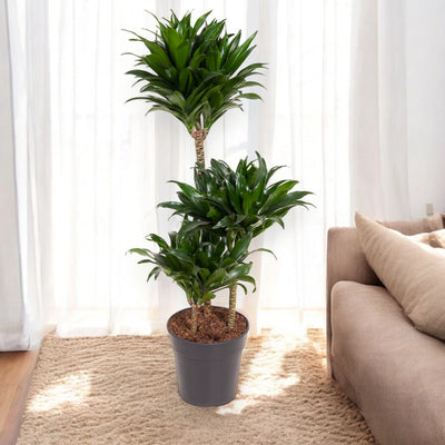Dracaena fragrans 'Compacta'