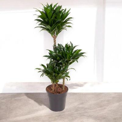 Dracaena fragrans 'Compacta'
