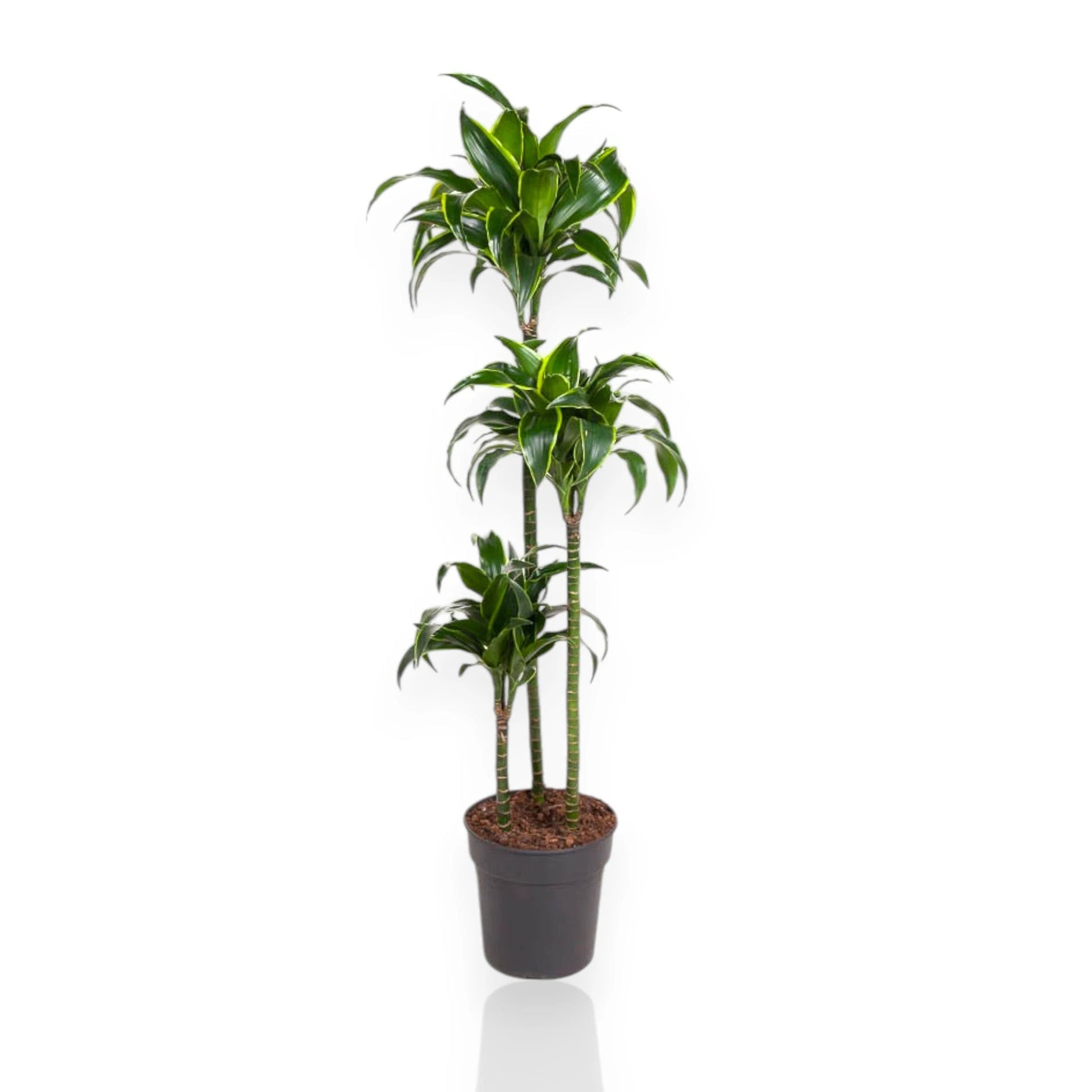 Dracaena fragrans 'Dorado'