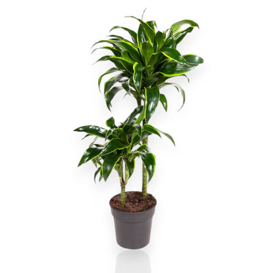 Dracaena fragrans Dorado
