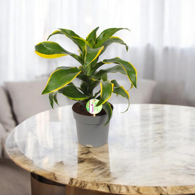 Dracaena fragrans 'Dorado'
