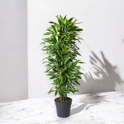 Dracaena fragrans 'Golden coast'
