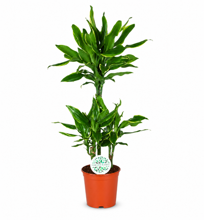 Dracaena fragrans 'Golden coast'