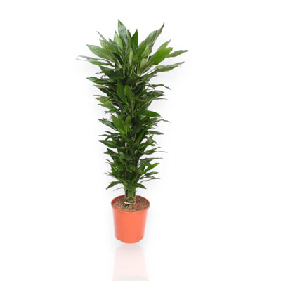 Dracaena fragrans 'Janet Lind'