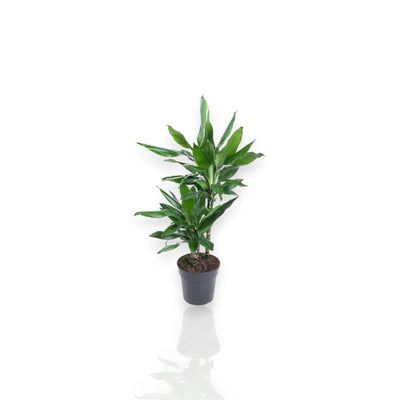 Dracaena fragrans 'Janet Lind'
